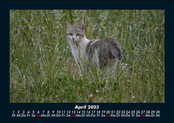 Produktbild: Tierkalender 2025 Fotokalender DIN A5