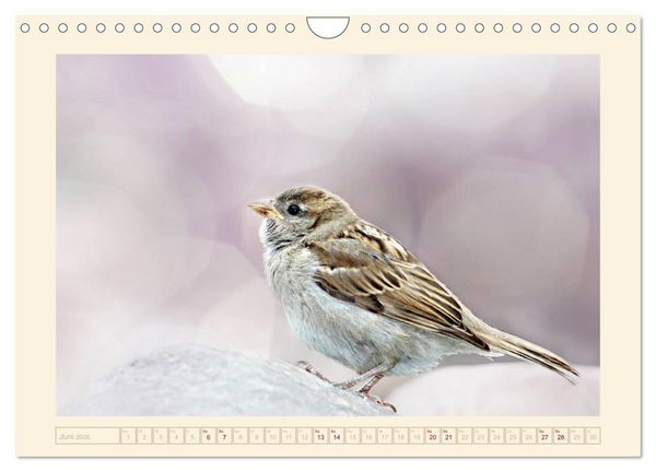Produktbild: Freche Spatzen (Wandkalender 2026 DIN A4 quer), CALVENDO Monatskalender