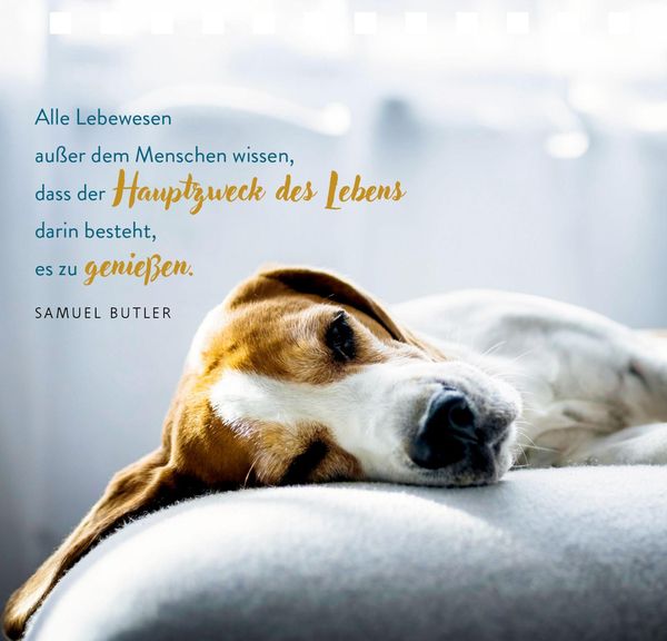 Produktbild: Kl. Spiralaufstellbuch: Tierisch beste Freunde (cats & dogs)