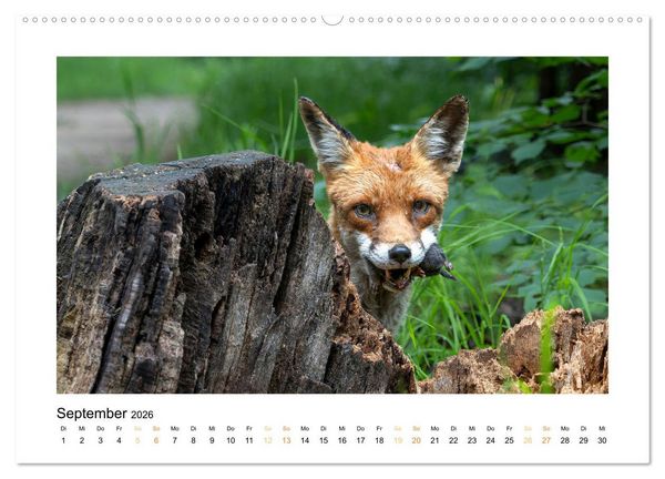 Produktbild: Wiener Tierwelt (Wandkalender 2026 DIN A2 quer), CALVENDO Monatskalender