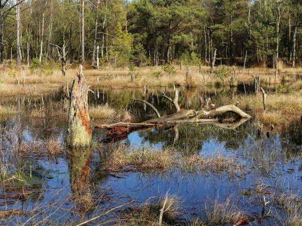 Produktbild: CALVENDO Puzzle Abgestorbene Baumst&uuml;mpfe im Moorsee im Pietzmoor Schneverdingen | 1000 Teile Lege-Gr&ouml;&szlig;e 64x48cm Foto-Puzzle f&uuml;r gl&uuml;ckliche Stunden