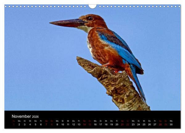 Produktbild: Sri Lanka - Tierische Momente (Wandkalender 2026 DIN A3 quer), CALVENDO Monatskalender