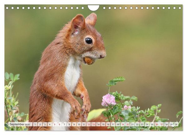 Produktbild: Besondere Augenblicke mit Eichh&ouml;rnchen (Wandkalender 2026 DIN A4 quer), CALVENDO Monatskalender