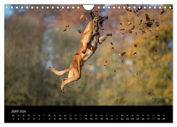 Produktbild: Belgischer Sch&auml;ferhund - Der Malinois in Action (Wandkalender 2026 DIN A4 quer), CALVENDO Monatskalender