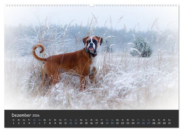 Produktbild: Wenn ich gro&szlig; bin werd' ich Boxer (hochwertiger Premium Wandkalender 2026 DIN A2 quer), Kunstdruck in Hochglanz
