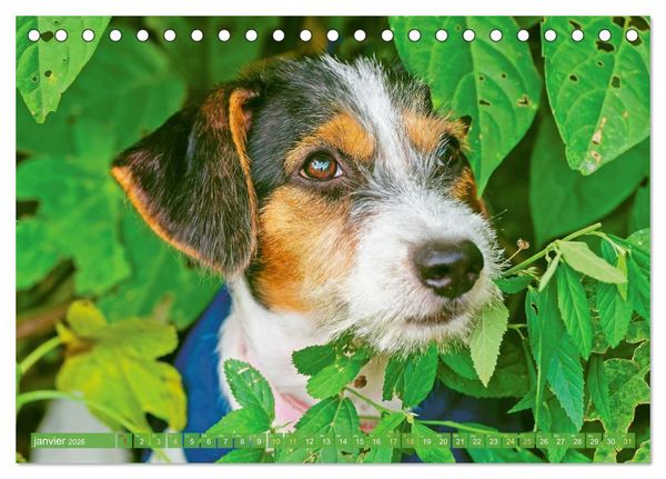 Produktbild: Jack Russell Terrier : vif et joueur (Calendrier de bureau 2026 DIN A5 vertical), CALVENDO calendrier mensuel
