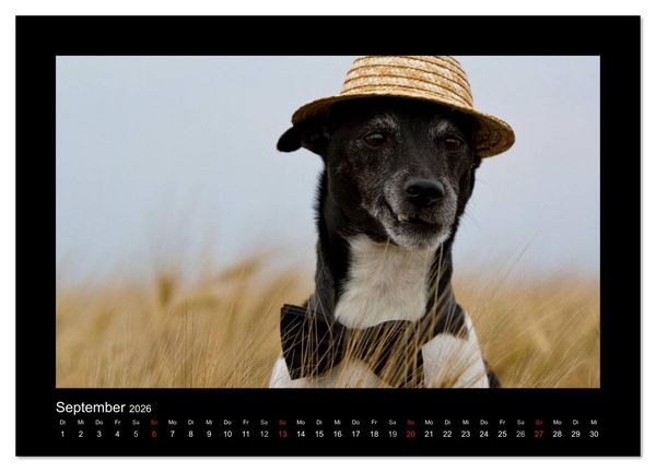 Produktbild: Jack Russell Terrier.....Ein Verwandlungsk&uuml;nstler namens Jake (hochwertiger Premium Wandkalender 2026 DIN A2 quer), Kunstdruck in Hochglanz
