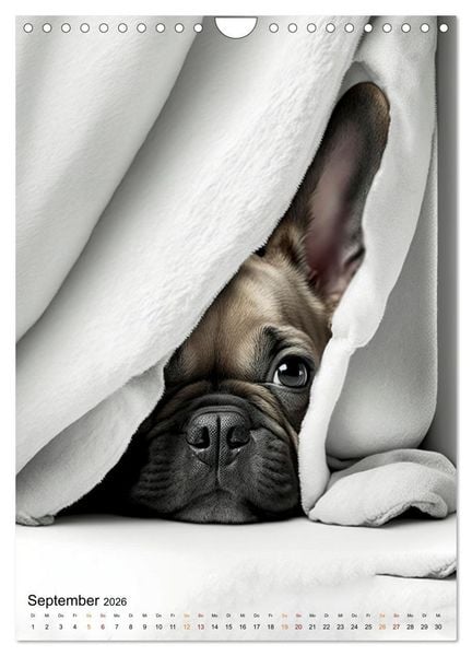 Produktbild: Franz&ouml;sische Bulldogge - ein Hund f&uuml;r die Familie (Wandkalender 2026 DIN A4 hoch), CALVENDO Monatskalender