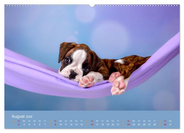 Produktbild: Boxer Welpen einfach zuckers&uuml;&szlig; (Wandkalender 2026 DIN A2 quer), CALVENDO Monatskalender