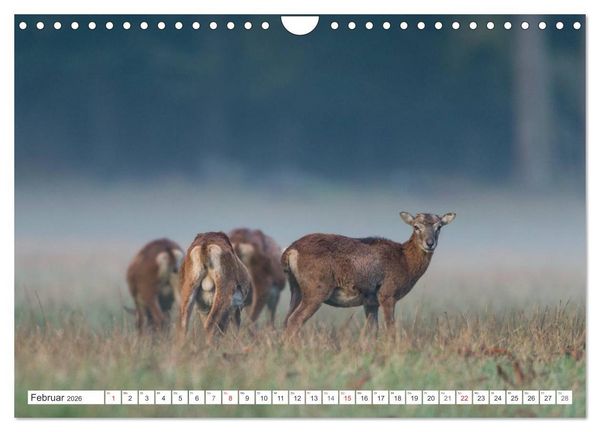 Produktbild: Emotionale Momente: Muffelwild. (Wandkalender 2026 DIN A4 quer), CALVENDO Monatskalender