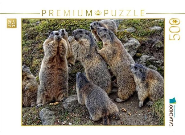 CALVENDO Puzzle Rasselbande. Verspielte Murmeltiere in Saas Fee | 500 Teile Lege-Größe 48 × 36 cm Foto-Puzzle für Erwachsene
