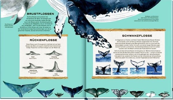 Produktbild: Die geheime Welt der Wale