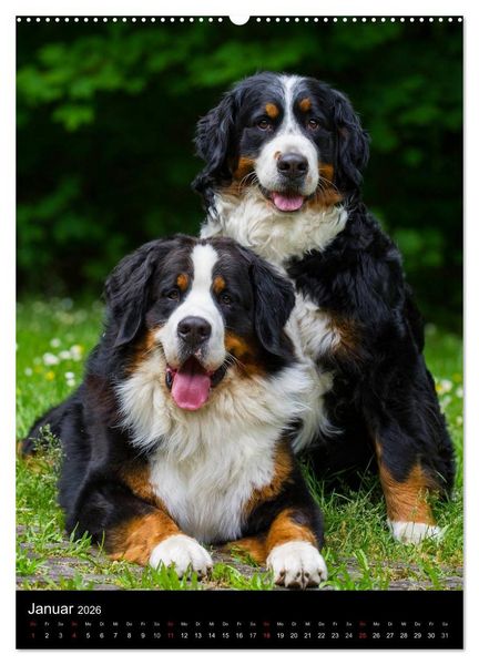 Produktbild: Faszination Berner Sennenhund (hochwertiger Premium Wandkalender 2026 DIN A2 hoch), Kunstdruck in Hochglanz