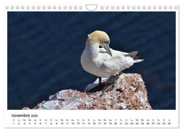 Produktbild: Fous de Bassan - Grands oiseaux marins (Calendrier mural 2026 DIN A4 vertical), CALVENDO calendrier mensuel