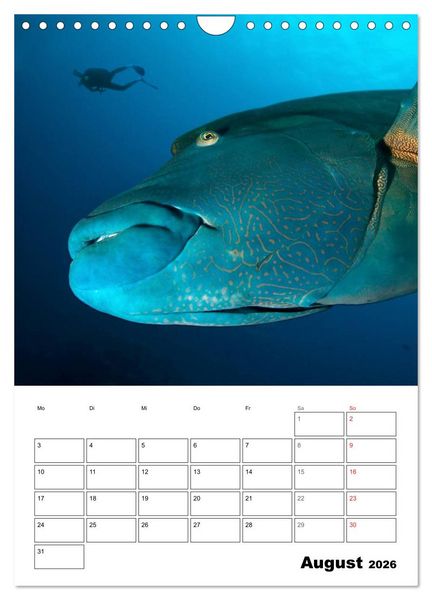 Produktbild: Tauchen - Abtauchen und Staunen (Wandkalender 2026 DIN A4 hoch), CALVENDO Monatskalender