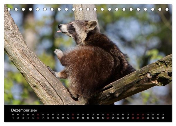 Produktbild: Waschb&auml;ren (Tischkalender 2026 DIN A5 quer), CALVENDO Monatskalender