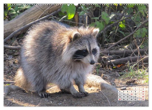 Produktbild: Kanadas charmante Kleintiere - Bezaubernde Einblicke in die Natur (Wandkalender 2026 DIN A2 quer), CALVENDO Monatskalender
