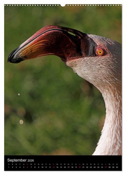 Produktbild: Flamingos - Eleganz in Rot und Rosa (Wandkalender 2026 DIN A2 hoch), CALVENDO Monatskalender