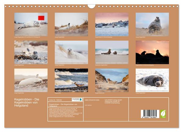 Produktbild: Kegelrobben - Die Kegelrobben von Helgoland (Wandkalender 2026 DIN A3 quer), CALVENDO Monatskalender