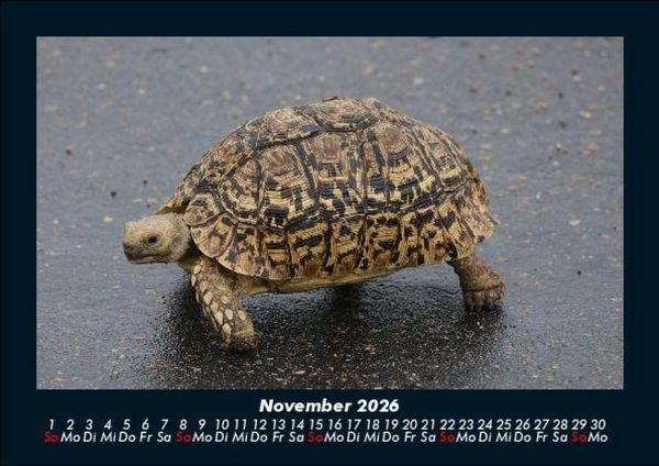 Produktbild: Schildkr&ouml;tenzauber 2026 Fotokalender DIN A5