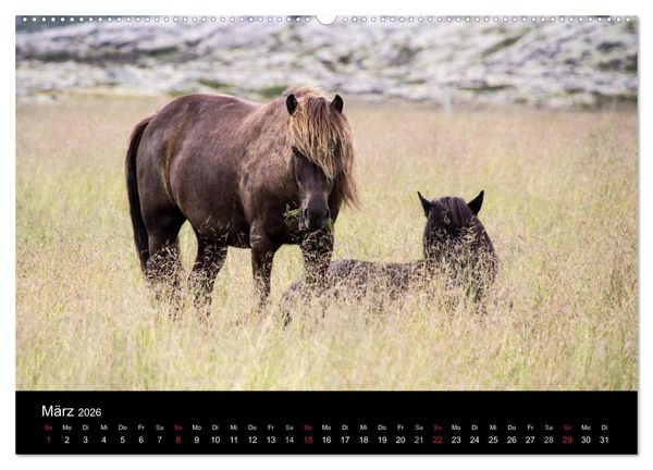 Produktbild: Islandpferde (Wandkalender 2026 DIN A2 quer), CALVENDO Monatskalender