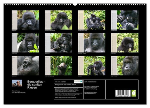 Produktbild: Berggorillas - die sanften Riesen (hochwertiger Premium Wandkalender 2027 DIN A2 quer), Kunstdruck in Hochglanz