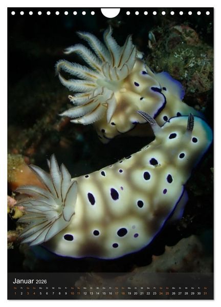Produktbild: Nudibranches Meeresnacktschnecken aus Nord-Sulawesi (Wandkalender 2026 DIN A4 hoch), CALVENDO Monatskalender