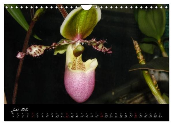 Produktbild: Farbenreiche Orchideen (Wandkalender 2026 DIN A4 quer), CALVENDO Monatskalender