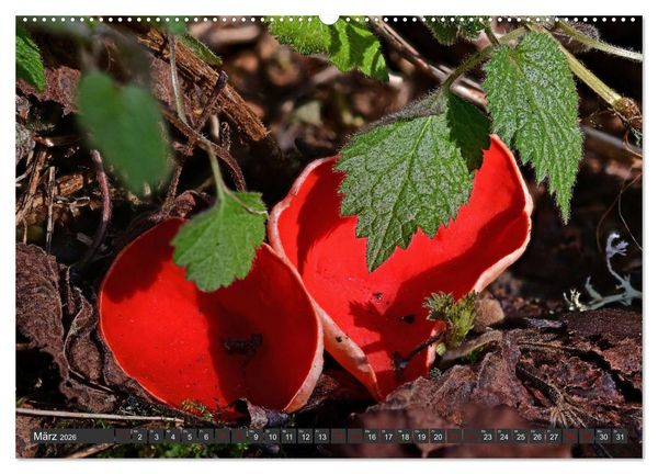 Produktbild: Natursch&auml;tze der S&uuml;dwestalb (hochwertiger Premium Wandkalender 2026 DIN A2 quer), Kunstdruck in Hochglanz