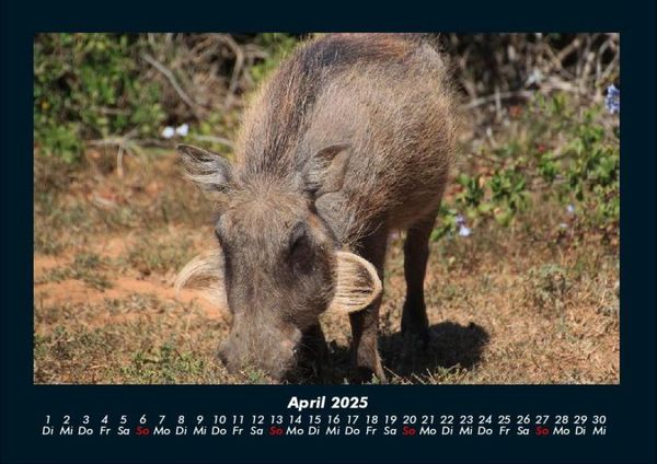 Produktbild: Waldbewohner 2025 Fotokalender DIN A4