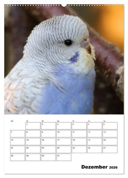 Produktbild: Der Wellensittich - mein bester Freund (hochwertiger Premium Wandkalender 2026 DIN A2 hoch), Kunstdruck in Hochglanz