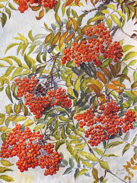 Produktbild: CALVENDO Puzzle Pionierart an S&auml;umen oder Flurgeh&ouml;lzen: Eberesche oder Vogelbeere | 1000 Teile Lege-Gr&ouml;&szlig;e 64x48cm Foto-Puzzle f&uuml;r gl&uuml;ckliche Stunden