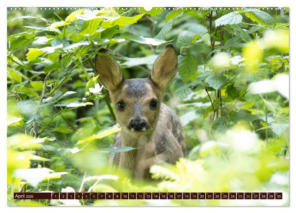 Produktbild: Zauberhafte Wesen - anmutiges Rehwild (Wandkalender 2026 DIN A2 quer), CALVENDO Monatskalender