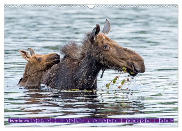 Produktbild: FIRST STEPS FOR BABY MOOSE (Wall Calendar 2026 DIN A3 landscape), CALVENDO 12 Month Wall Calendar