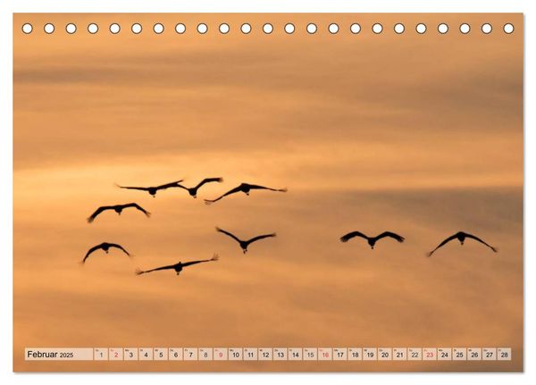 Produktbild: Kraniche auf dem Weg nach S&uuml;den (Tischkalender 2025 DIN A5 quer), CALVENDO Monatskalender