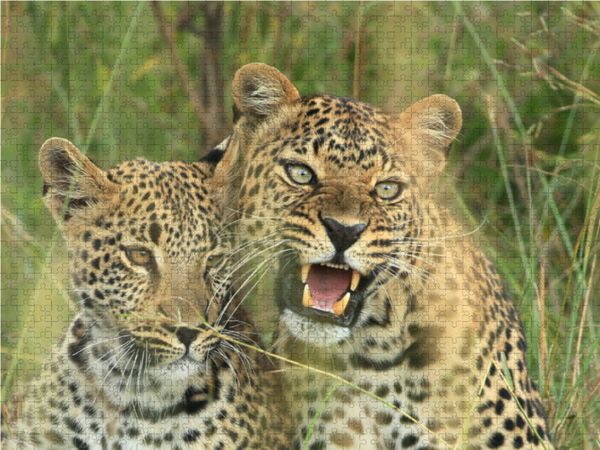 Produktbild: CALVENDO Puzzle Leoparden &ndash; Vorsicht! 1000 Teile Lege-Gr&ouml;&szlig;e 64 x 48 cm Foto-Puzzle Bild von Michael Herzog