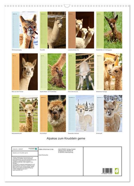 Produktbild: Alpakas zum Knuddeln gerne (Wandkalender 2026 DIN A2 hoch), CALVENDO Monatskalender