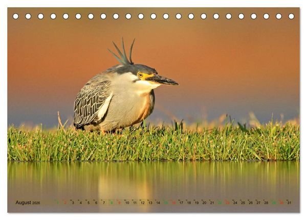 Produktbild: V&ouml;gel in Afrika - Magie der Farben (Tischkalender 2026 DIN A5 quer), CALVENDO Monatskalender