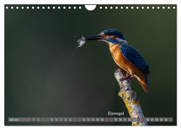 Produktbild: Vogelfotografie aus dem Norden (Wandkalender 2027 DIN A4 quer), CALVENDO Monatskalender