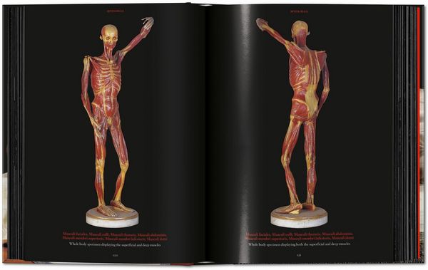 Produktbild: Anatomical Waxes. 45th Ed.