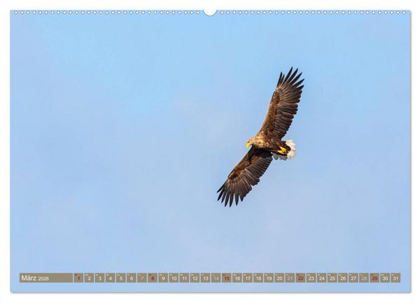 Produktbild: Wilder Dar&szlig; - Fuchs, Hirsch und Co. 2026 (Wandkalender 2026 DIN A2 quer), CALVENDO Monatskalender