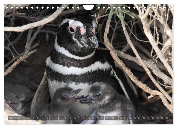Produktbild: Pinguine in Patagonien (Wandkalender 2026 DIN A4 quer), CALVENDO Monatskalender