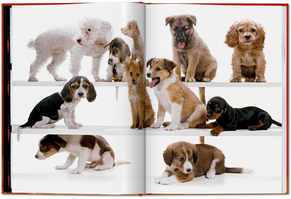 Produktbild: Walter Chandoha. Dogs. Photographs 1941&ndash;1991
