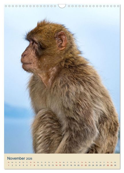 Produktbild: Gibraltar - Die Heimat der Berberaffen auf dem Rock (Wandkalender 2026 DIN A3 hoch), CALVENDO Monatskalender