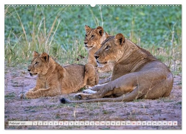 Produktbild: Afrikas Tierwelt - L&ouml;wen (Wandkalender 2027 DIN A2 quer), CALVENDO Monatskalender