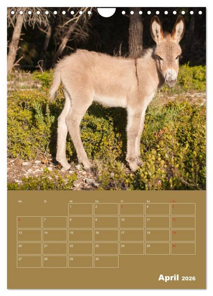 Produktbild: Entz&uuml;ckende Esel - Charmant und liebenswert (Wandkalender 2026 DIN A4 hoch), CALVENDO Monatskalender