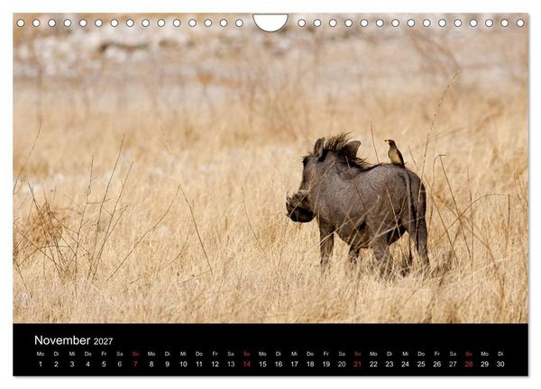 Produktbild: Wildlife Namibia (Wandkalender 2027 DIN A4 quer), CALVENDO Monatskalender