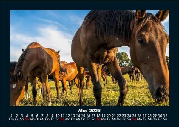 Produktbild: Pferde Kalender 2025 Fotokalender DIN A5