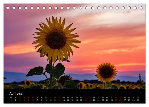 Produktbild: Blumen der Sonne (Tischkalender 2026 DIN A5 quer), CALVENDO Monatskalender