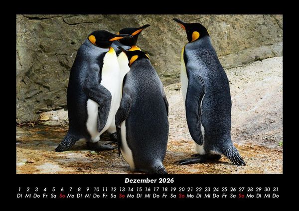 Produktbild: Pinguine & Eisb&auml;ren 2026 Fotokalender DIN A3